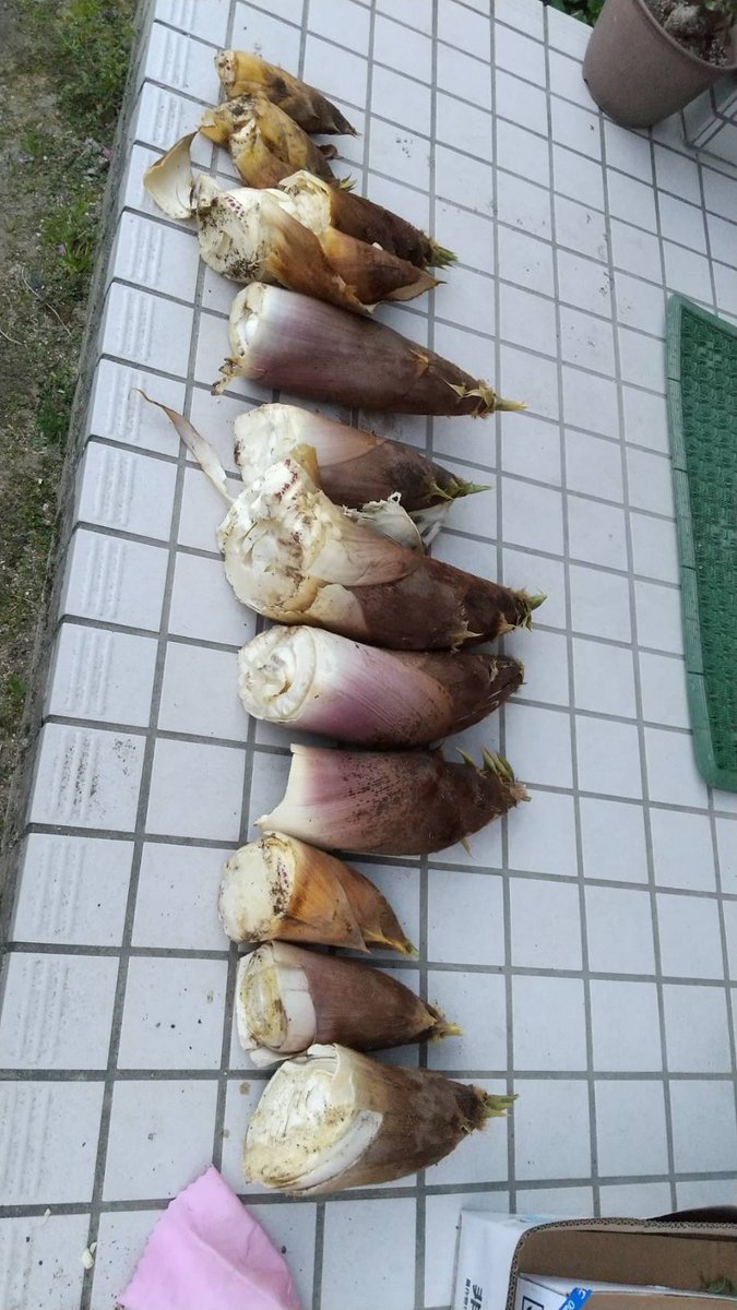 ウオォォォ今年もタケノコザックザク🔥
仕事も順風満帆・・・ってまでは行かないけど、ほんの少~~~し気持ちに余裕が出来てきたので、習い事でもしてみようかな~('▽`;)ゞ💦 
