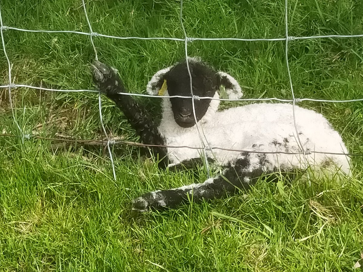 Just chilling out this morning! Happy Easter everyone. #EasterSunday #lambingseason #Lambing2022