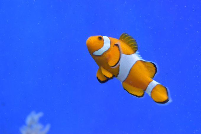 ニモのtwitterイラスト検索結果