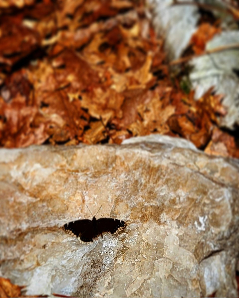 Sqw33ee's tweet photo. Giant peice of smokey quartz with a black butterfly from my hike.
#Crystal #Butterflies  #black #AdventureTimeWithSqwee https://t.co/XSFAK1WHZQ