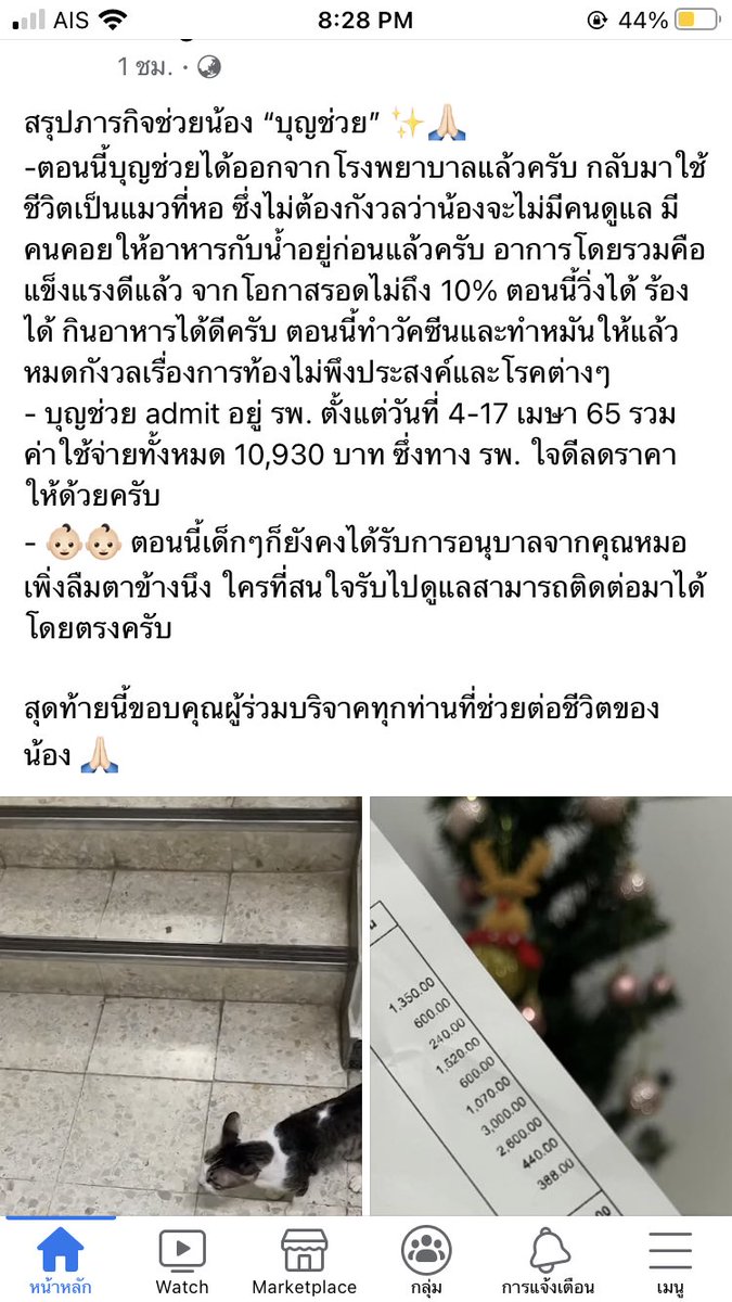 pxn97's tweet photo. แม่แมวแข็งแรงดีได้ออกจากรพแล้วค่ะ🥰 ขอบคุณคุณหมอและทุกคนมากๆ ตอนนี้กำลังหาบ้านให้ลูกแมวอยู่นะคะ https://t.co/tvicPRbusG
