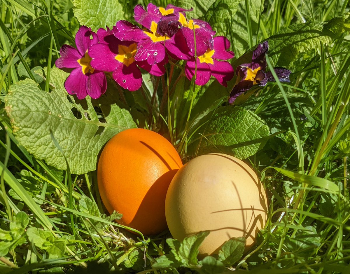 Mithrandir_DA's tweet photo. Frohe Ostern übrigens 🥳 https://t.co/5UKkcEZQ1d
