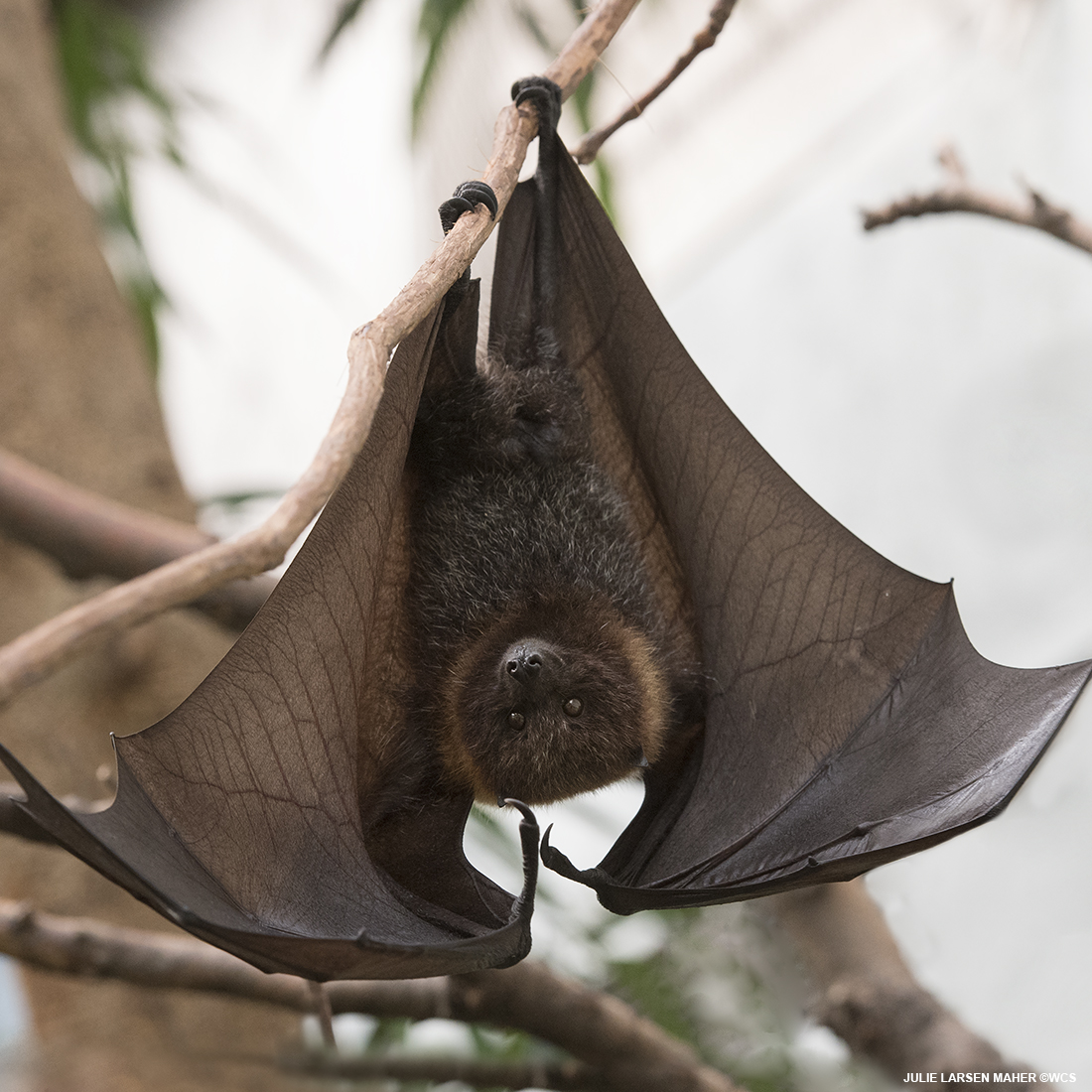 julie_l_larsen's tweet photo. RODRIGUES FRUIT BAT @TheWCS @BronxZoo #internationalbatappreciationday #batappreciationday #Bats #batsoftwitter #wildlifephotography #naturephotography #JungleWorld #Endangered #FlyingFox #Mammals #ProtectBats #wildlife #wings #ilovebats @NYCAAZK 🦇🦇 https://t.co/q4qLuEvMJx