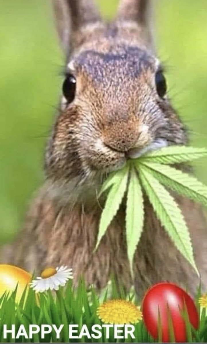🐣🐰
#Tokertakeover #CCC <a href="/CryptoCannaClub/">Crypto Cannabis Club</a>