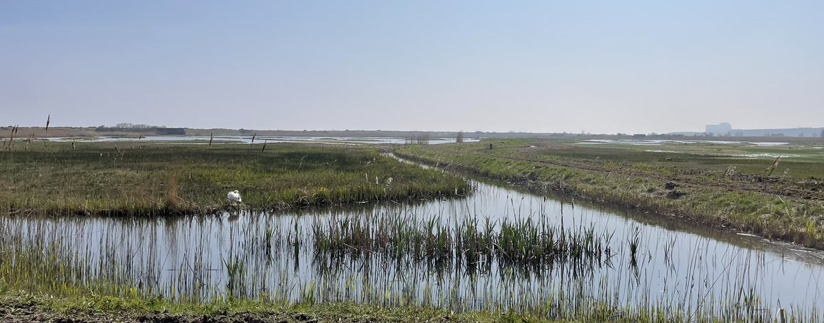 teachershouse1's tweet photo. Heavenly Minsmere - just the sound of birds and the sea dragging at the shingle. What a lovely #Easter outing https://t.co/ZeDXNwnSCf