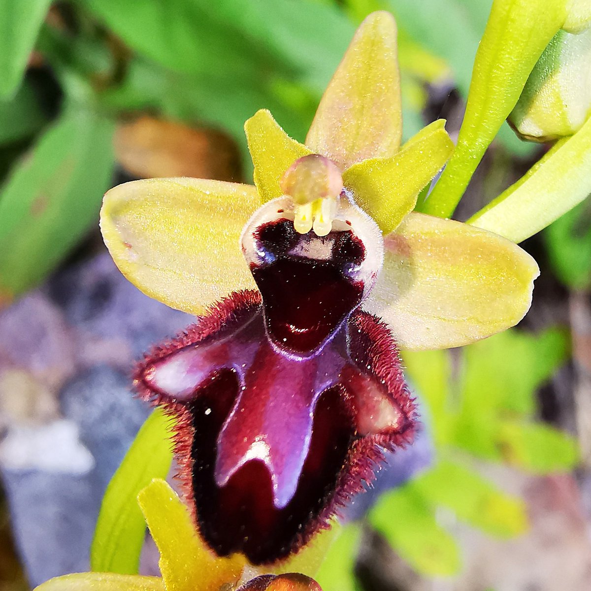 felix_7d's tweet photo. Creo que más que híbrido entre #ophrys_incubacea x #ophrys_scolopax podría ser un labelo rebelde de #ophrys_incubacea https://t.co/43EiySXXYO