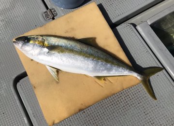 釣れた魚のエア抜きの仕方 釣りとわたし
