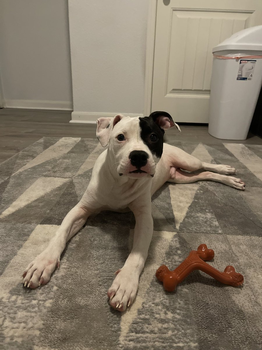 jillyyyyd's tweet photo. @fordnation sweet Smiley has a home ready to take him in ONTARIO. Drop the ban! Blame the owner, NOT the breed. #endBSL https://t.co/ypCLbBm5lA
