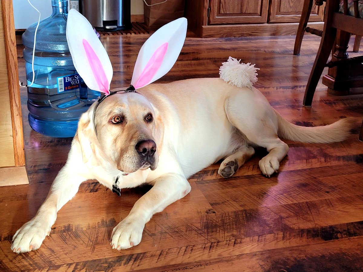 DoubleBeam's tweet image. Happy Easter!
#Hunter #DinoDog #PaleoLab #PaleoPup #DinoLab