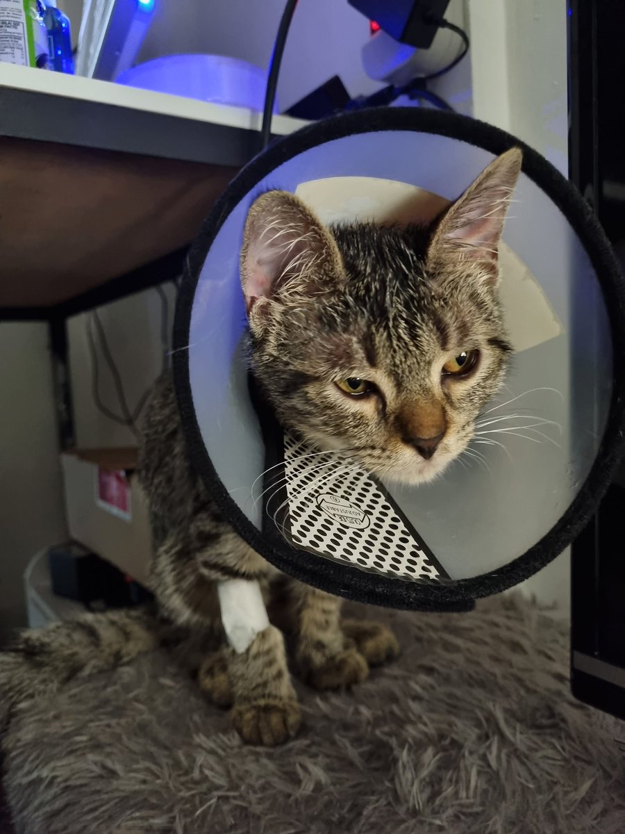 Doain ya kakak dan abang onlinenya Biru, semoga Biru enggak kenapa kenapa.