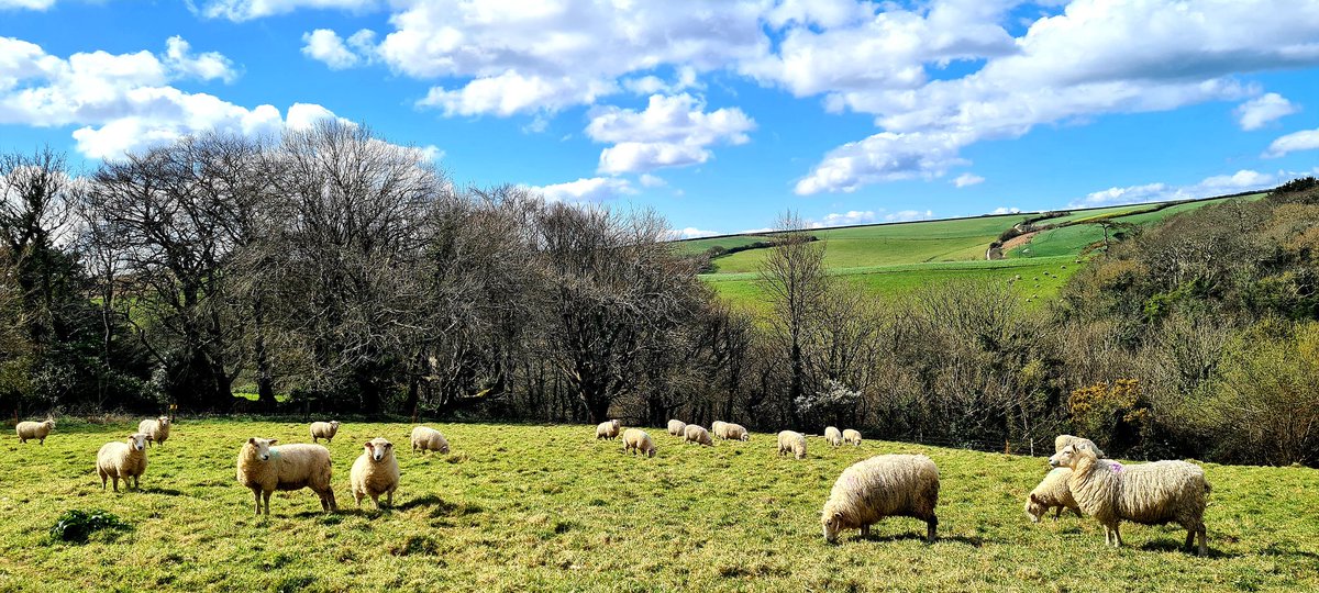 Happy Easter everyone from us and our little flock! ❤🐑

#happyeaster #Easter2022 #easter #eastersunday #sheep #sheepflock #countryside #farmer #farming #grazingsheep #ewe #loveewe #farmlife #farm24 #farmingfamily #doubledozen
