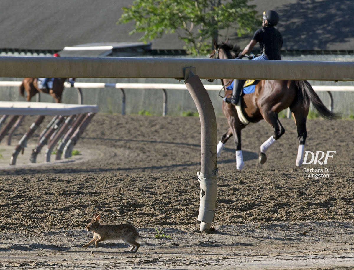 Daily Racing Form on Twitter: 
