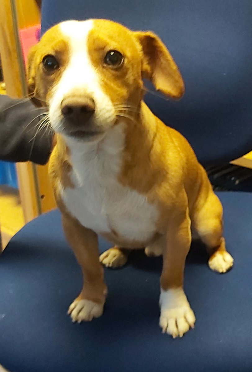 gardainfo's tweet photo. At roughly 1pm today, this male dog was handed into Crumlin Garda Station. He was wandering at Armagh Road Dublin 12 &amp; was potentially seen doing the same yesterday evening. Dog has no collar &amp; doesn't appear to be chipped. 

Please contact Crumlin Garda Station with any info. https://t.co/fklFCQhmnC