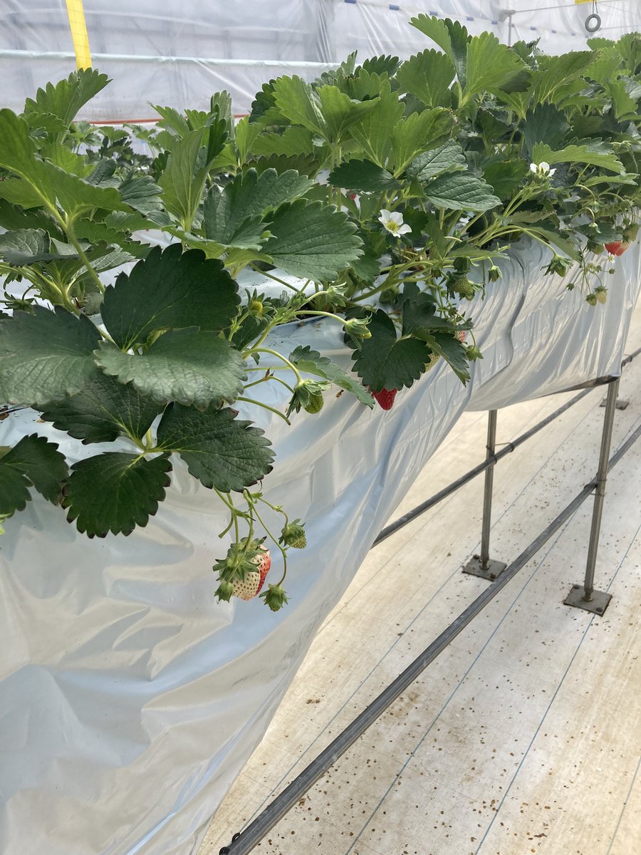 kirin_11's tweet photo. 念願のいちご狩り行ってきた〜🍓
#treasurefarm https://t.co/qV3XLYwf25