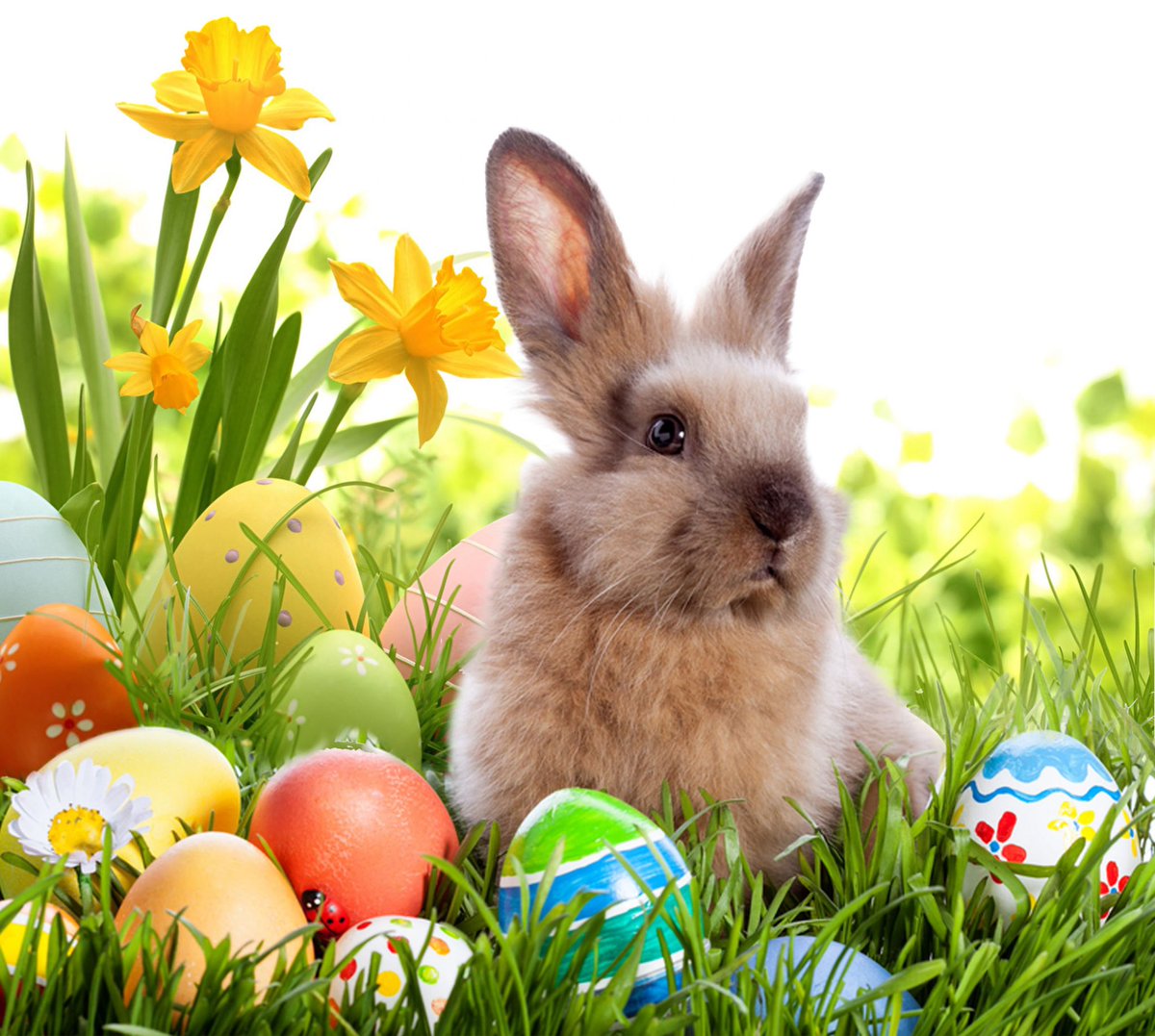 Buona Pasqua 🐣🐰💕