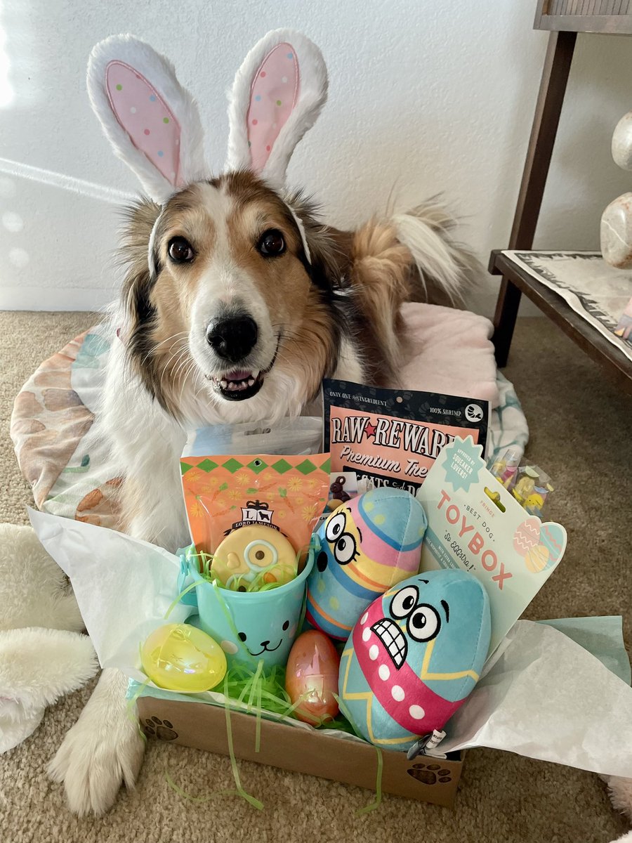 WilmaBenton19's tweet photo. Look what the Easter bunny brought me! WooHoo! 
Happy Easter everyone! 
#dogsoftwitter #Easter2022 #Easter #dogs https://t.co/DqcdqozQi0