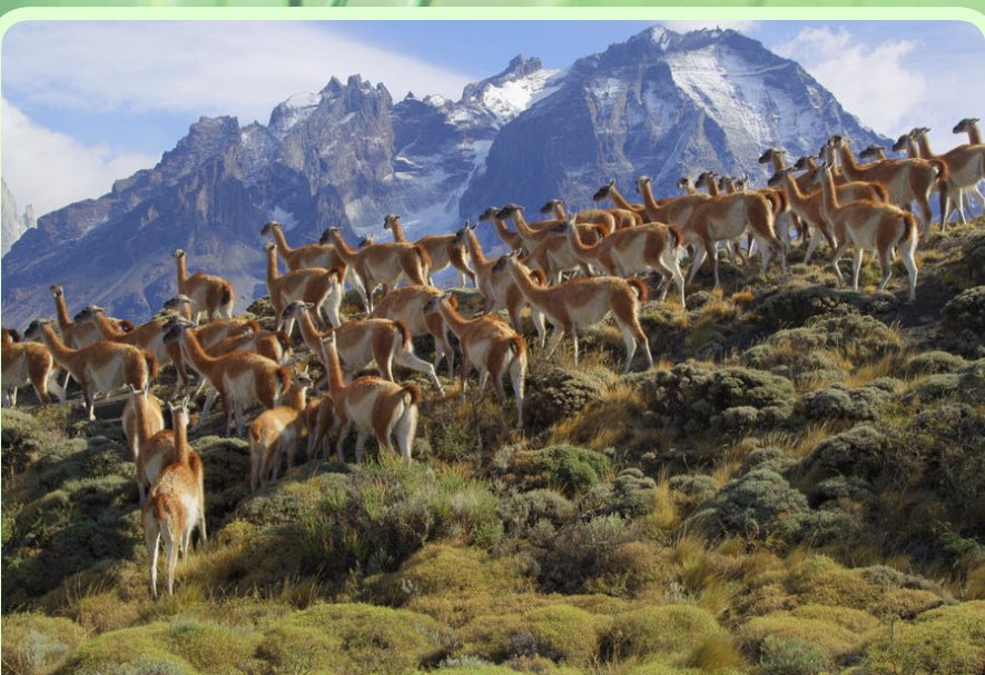 LuciaDammert's tweet photo. Me atrevo a recomendar una maravilla. nuestros grandiosos parques nacionales en #Netflix para verla completa pero en especial el capítulo sobre la Patagonia chilena. Una hermosura. https://t.co/2sE8dwmkun