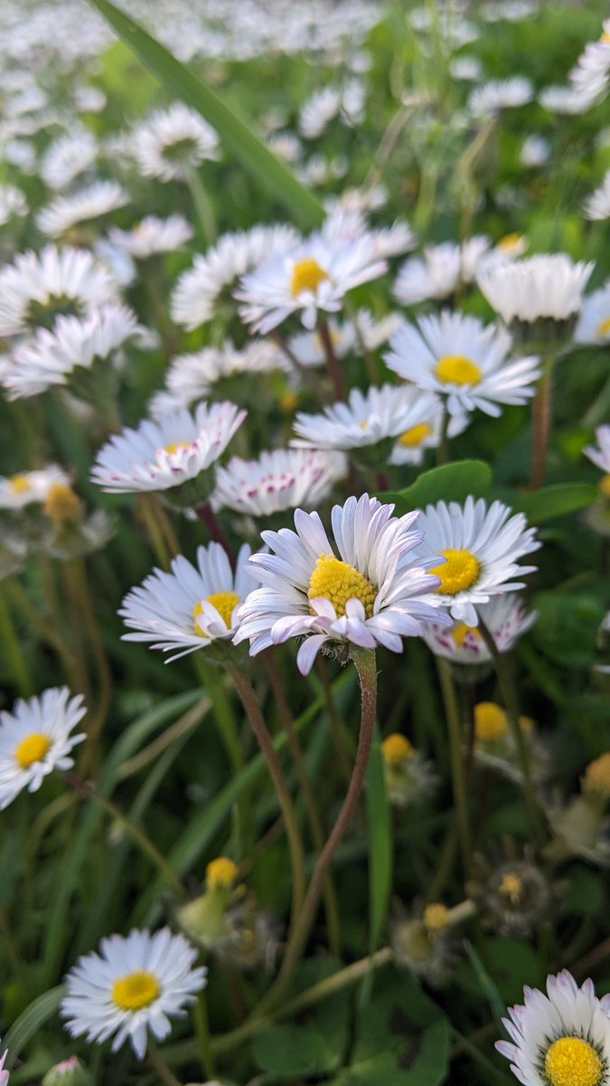 FlemmandI's tweet photo. Easter time. 🌼☀️
#Easter #sunshine #daisies https://t.co/mqOvEWDtJl