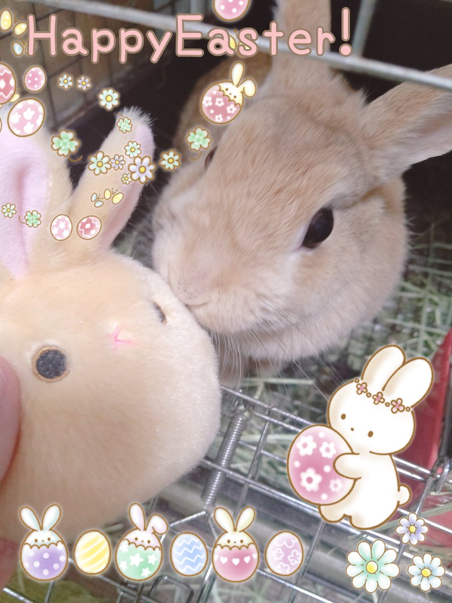 riel_0310's tweet photo. はっぴーいーすたー！🐰🥚
お写真ご協力:ラビちゃん

(りえるぽんは実家でごろごろ) https://t.co/iTVmX5SKZr