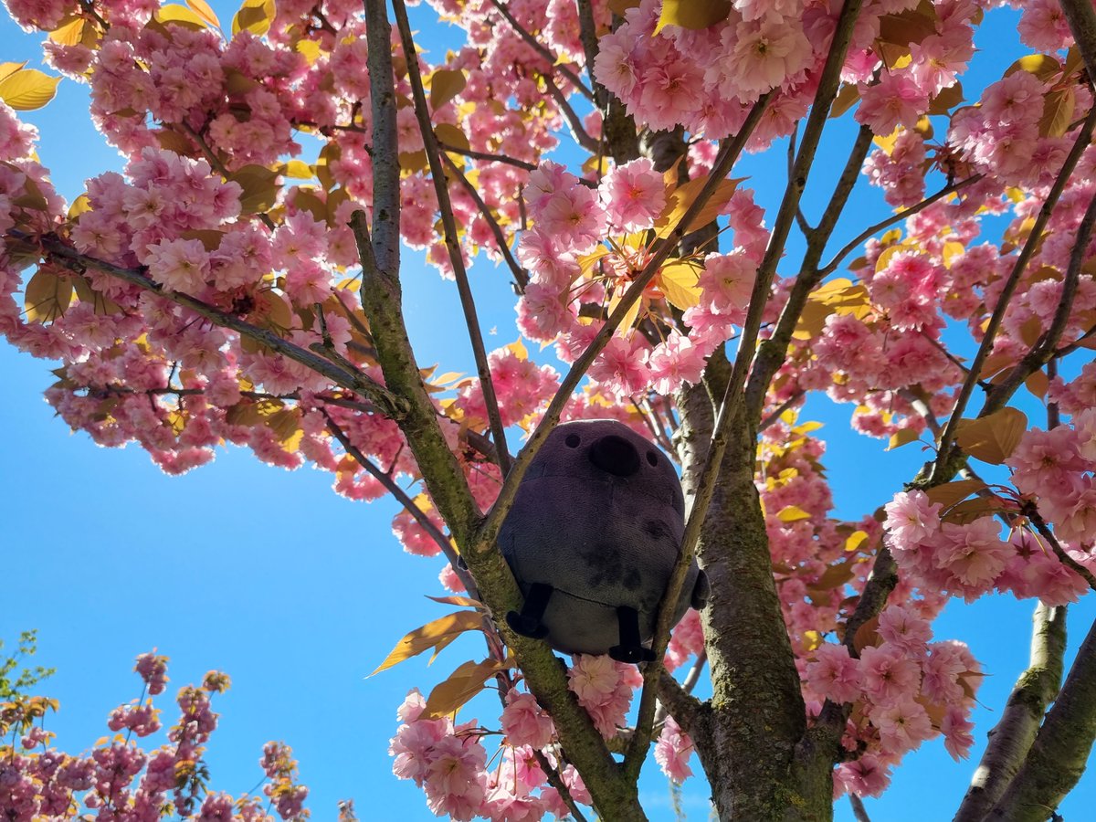 Momolesser's tweet photo. I don't live near the ocean, sadly, so I took Doodle to the forest instead #pcrowplush #Pointcrow https://t.co/qUZ1oN2t2z