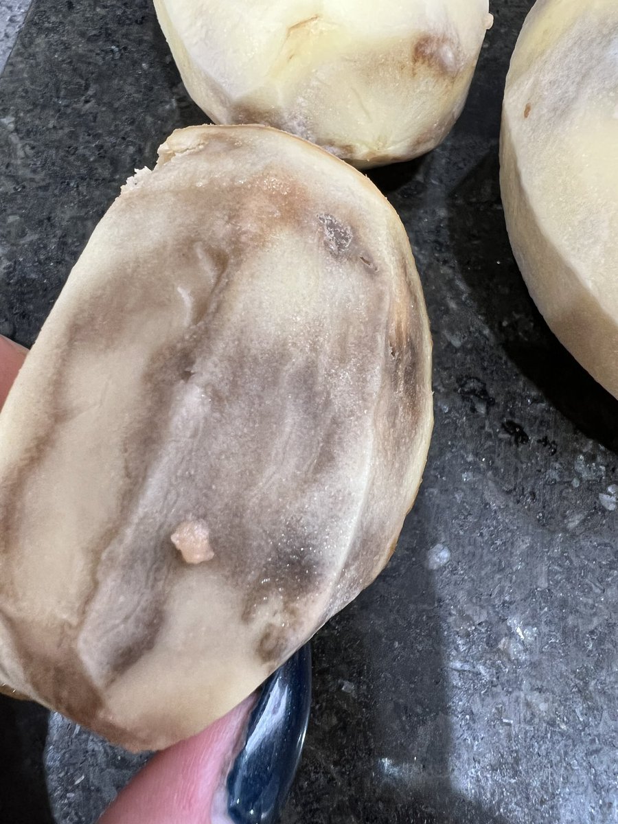bangergibson1's tweet photo. @AldiUK second bag of potatoes in a row! I strongly advise the state of these in date rotten potatoes are disgusting https://t.co/8PUkedVN1D