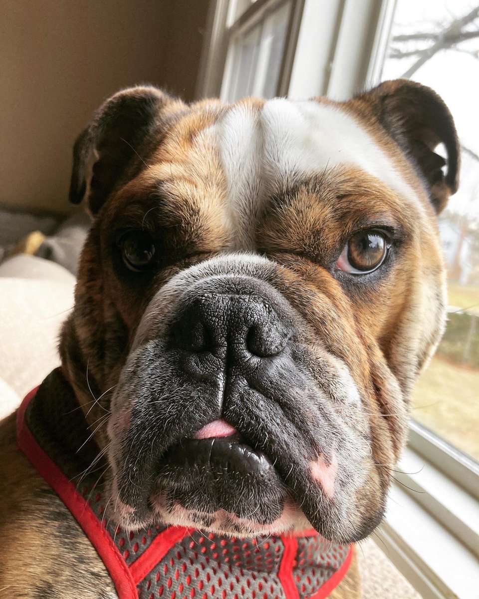 MsButts222's tweet photo. @mpellittieri It’s a smushed nose, but it’s a good nose. ❤️🐶❤️ https://t.co/QiQ2kduVWJ
