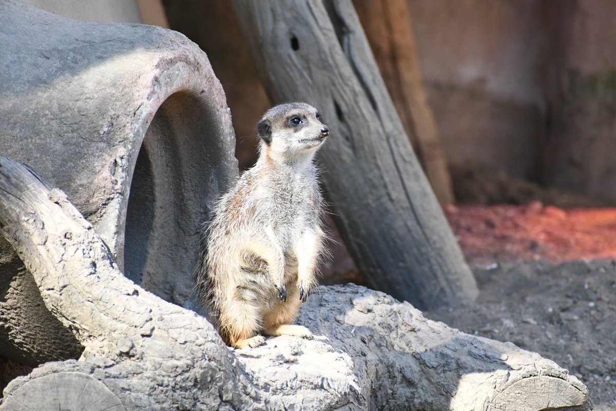 There are many beautiful zoos, but the most beautiful is and remains Hannover Zoo. Happy Easter Twitter