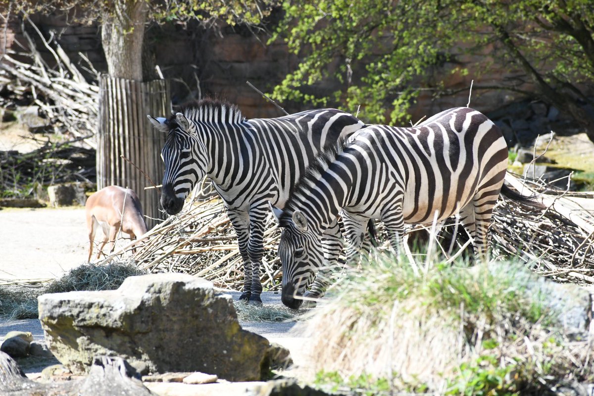 Deniz Teoman tweet media