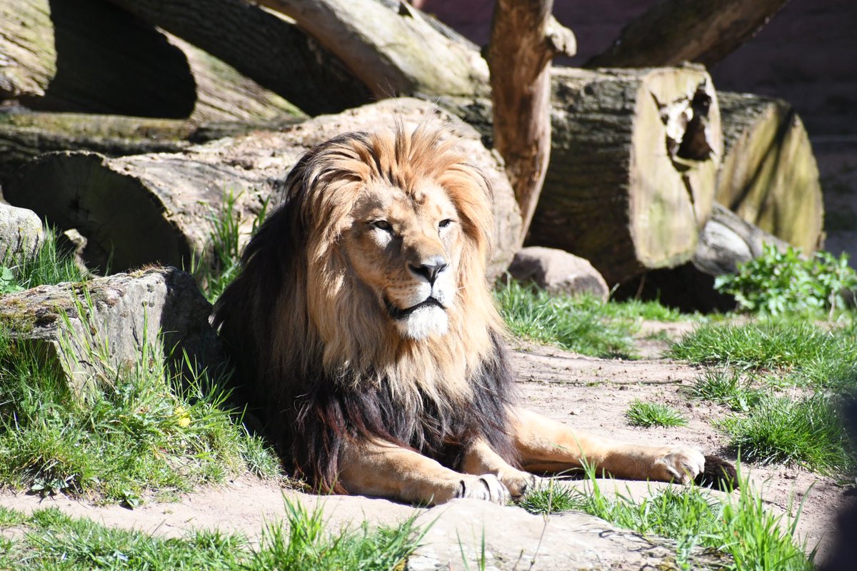 Deniz Teoman tweet media