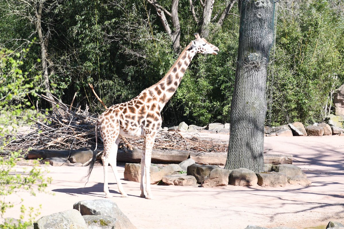 Deniz Teoman tweet media