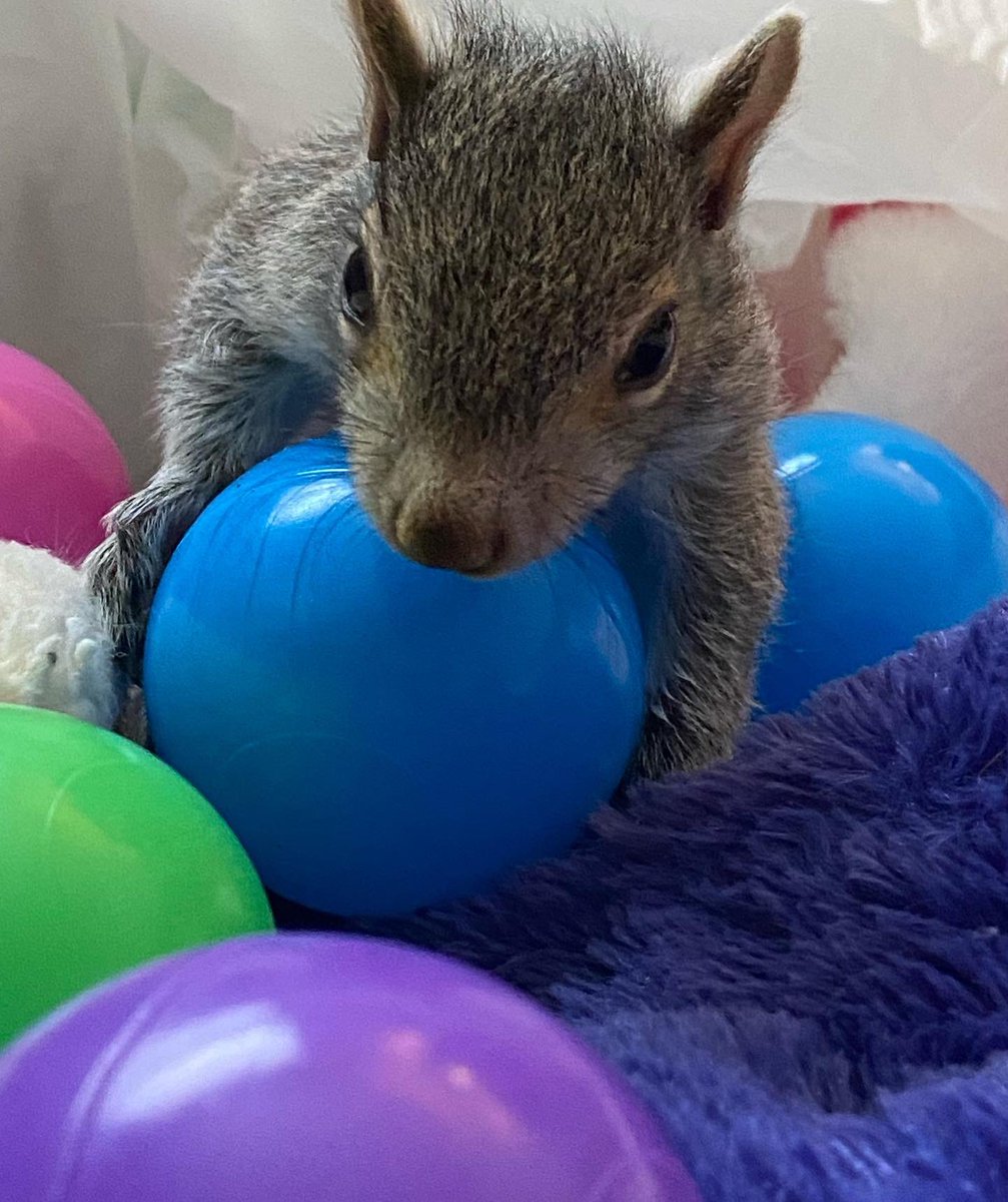Boston_Wildlife's tweet photo. 💜❤️🧡♥️💙💛🥚🌷🐿🌤
Happy Easter! It’s lil’ Baby Peony’s 1st Easter Egg hunt! I think she found them!
#capecodwildliferehabber,,#boston,#squirrelsoftwitter,#wildliferehabilitator,#wildliferescue,#goldenboughwildlife,#nonprofit,#easteregghunt,#eastersquirrel https://t.co/JV8PZzSAeU