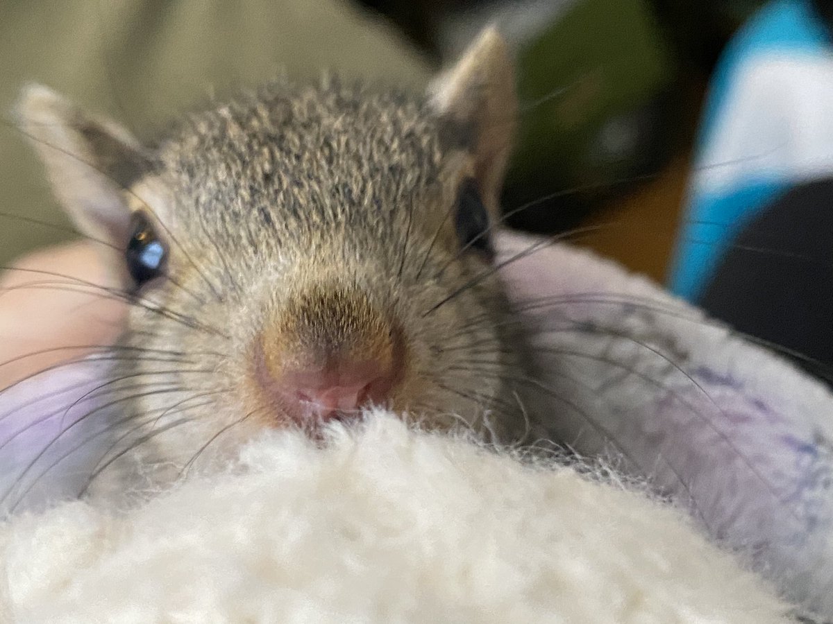 Boston_Wildlife's tweet photo. 💜❤️🧡♥️💙💛🥚🌷🐿🌤
Happy Easter! It’s lil’ Baby Peony’s 1st Easter Egg hunt! I think she found them!
#capecodwildliferehabber,,#boston,#squirrelsoftwitter,#wildliferehabilitator,#wildliferescue,#goldenboughwildlife,#nonprofit,#easteregghunt,#eastersquirrel https://t.co/JV8PZzSAeU