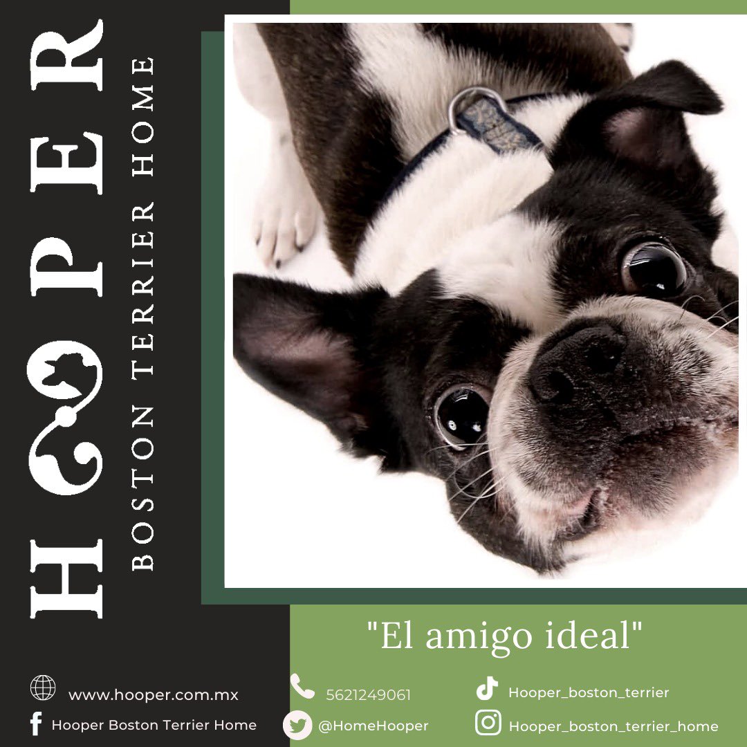 HomeHooper's tweet photo. El mejor amigo del hombre !!❤️🐶 #amorperruno #perros #dog #perrosfelices #perrosdeinstagram #mascotas #dogs #doglover #dogsofinstagram #instadog #Debanhi https://t.co/idfsI5bT5S