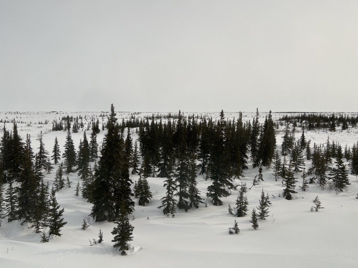 View from @ChurchillNSC now. We're waiting for our helicopter so we can head north to the sea ice not far away. Weather would have kept us from flying: we need low winds & sun to find polar bears. Flat light like today make it impossible to see tracks & that's how we find bears.