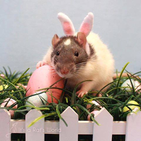 ratteneck's tweet photo. Das #ratteneck wünscht Euch und Euren Familien Frohe Ostern. Im Forum haben wir einen kleinen Ostergruß für Euch: https://t.co/RftDcklpx1 https://t.co/xZUDD6WtUS