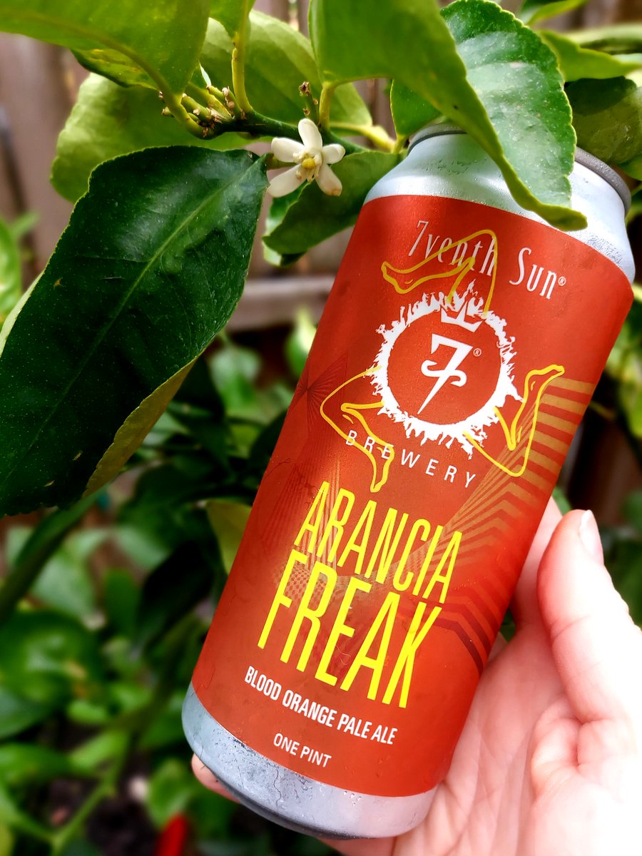 7venthSunBeer's tweet photo. Happy Sunday to all you Bun-Bun and Chix out there!
Stop in for our new refreshing Blood Orange Pale Ale, the
🍊ARANCIA FREAK!🍊
Now available!
Cheers, and happy Easter to all!
#7venthsun #7venthsunbrewery #newbeer #newbeeralert #candrop #nowontap https://t.co/feboFG0MdN