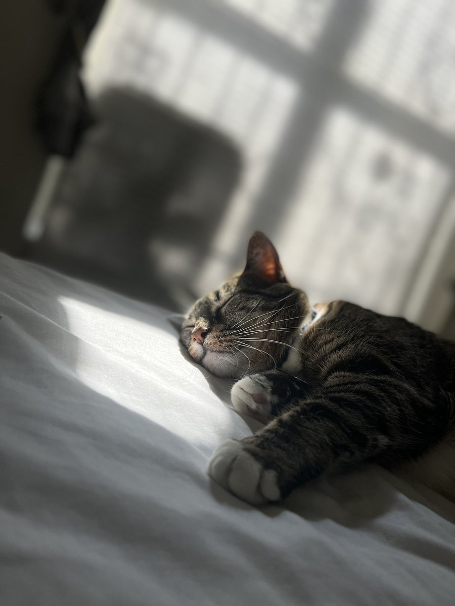 good morning from luna 💓