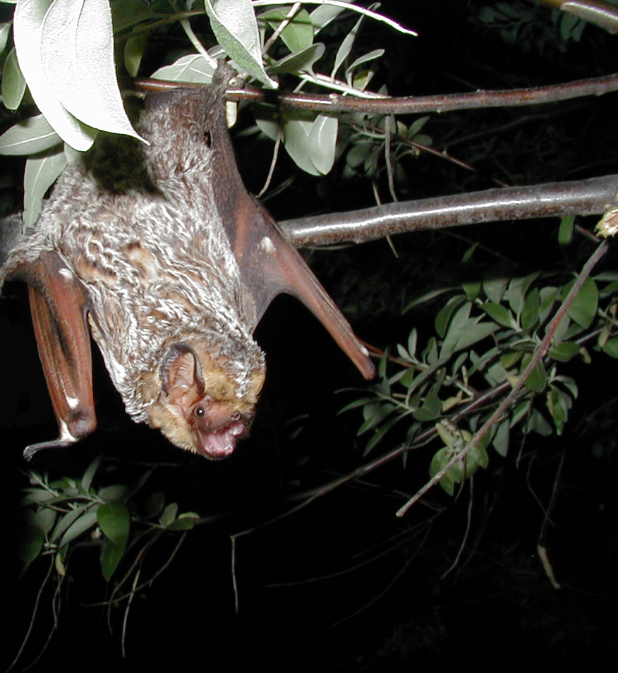USGS_MT's tweet photo. Recordings of bat calls are used to study #bats. #USGS research improves the effectiveness of using bat call data in bat monitoring programs: https://t.co/lKLjeCFTGC
#InternationalBatAppreciationDay #NationalBatAppreciationDay #BatMonitoring #USGS_NOROCK https://t.co/tA0G0b2AZI