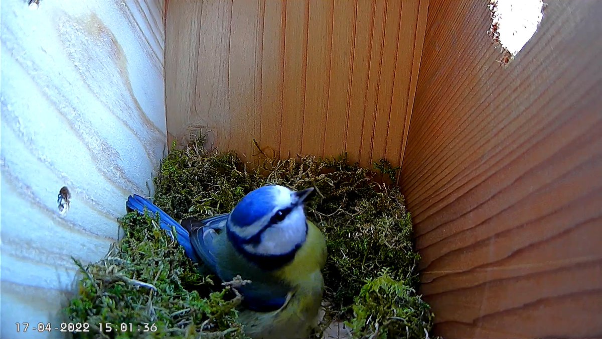 LiveNestBoxCam's tweet photo. Little Mrs Blue Tit is busily building a very nice nest! I've put some sheeps wool out to help her.
Watch her live at https://t.co/d1aiiU8EQF…
#BlueTits #BlueTit #NestCam #LiveNestCam #LiveNestCamera #birds #birdwatching #birdsuk https://t.co/a1SxgJA0qg