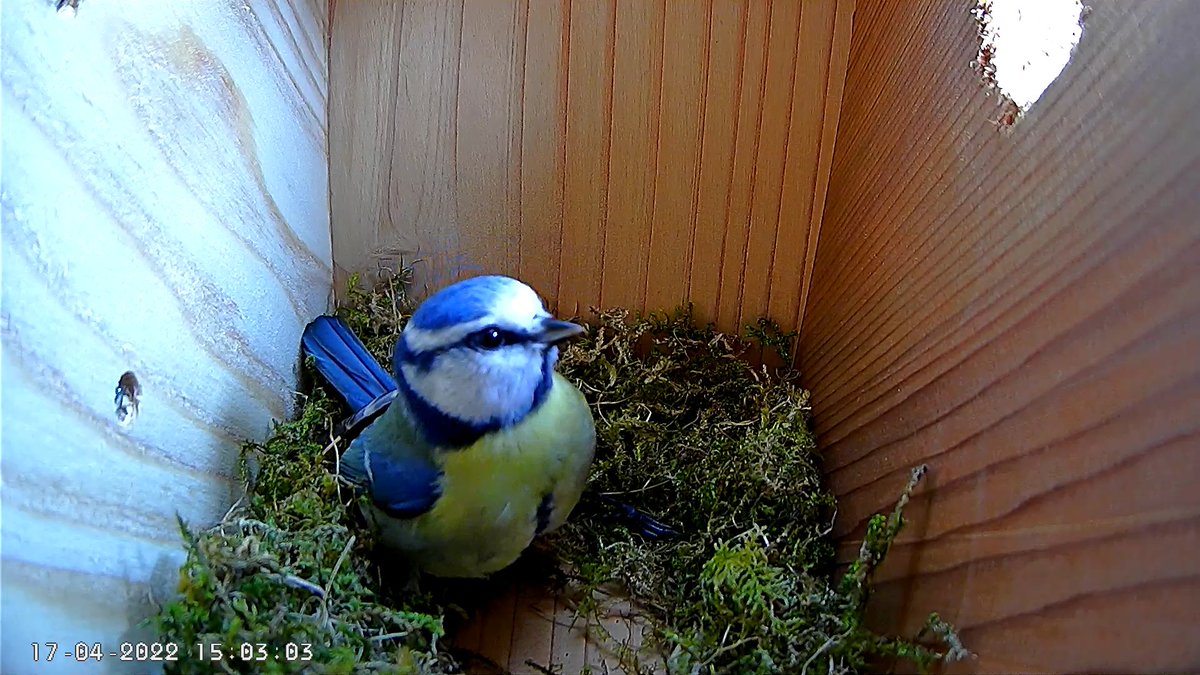LiveNestBoxCam's tweet photo. Little Mrs Blue Tit is busily building a very nice nest! I've put some sheeps wool out to help her.
Watch her live at https://t.co/d1aiiU8EQF…
#BlueTits #BlueTit #NestCam #LiveNestCam #LiveNestCamera #birds #birdwatching #birdsuk https://t.co/a1SxgJA0qg