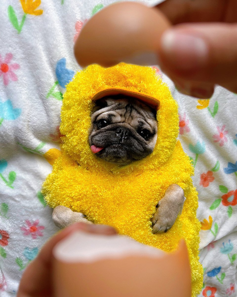 itsdougthepug's tweet photo. Puggy Easter!!! 🐣 https://t.co/0T10EkcetL