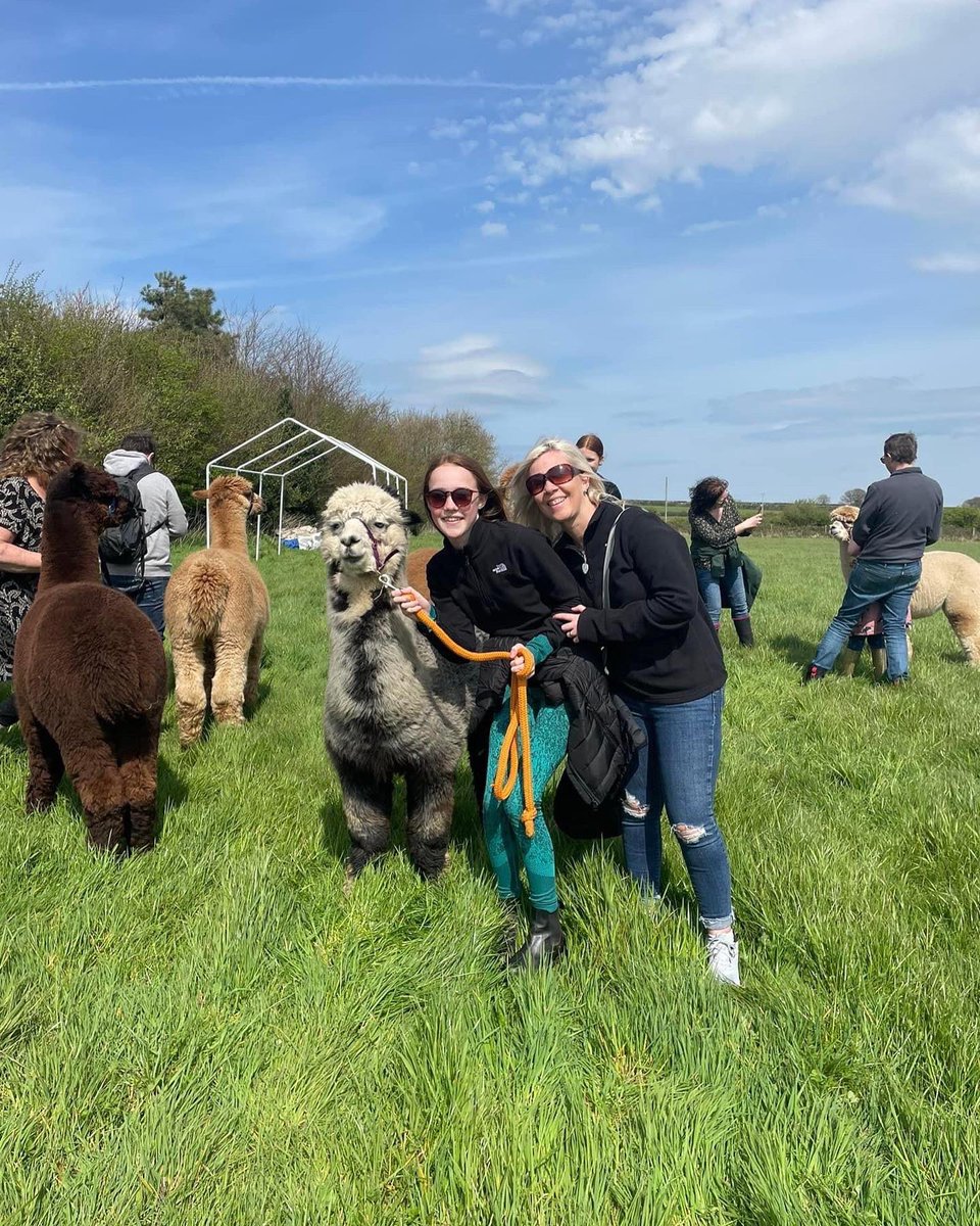 Anglesey Alpacas tweet media