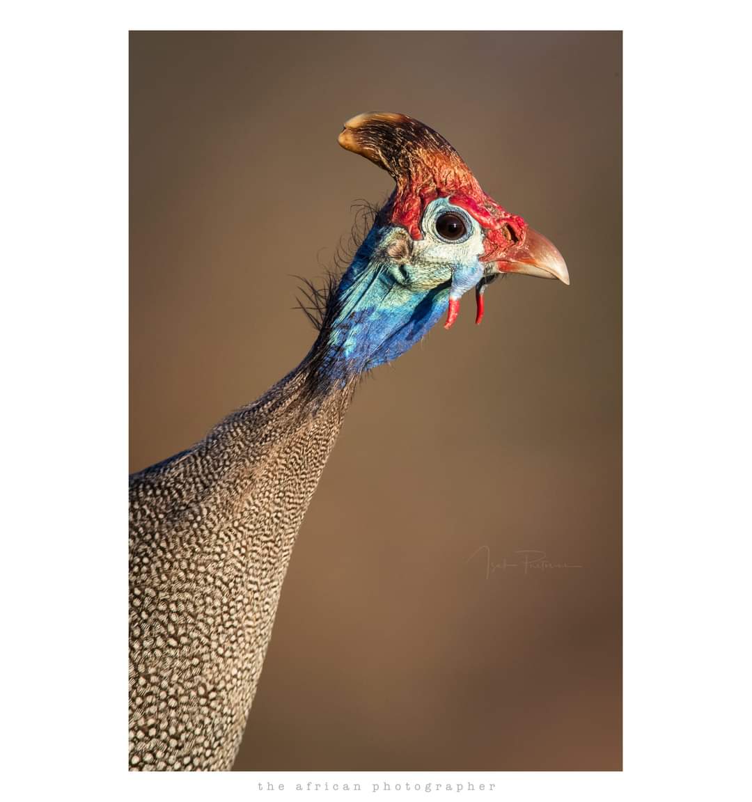 Helmeted Guineafowl, Mashatu Game Reserve in Botswana

#mashatu #guineafowl PhotoMashatu