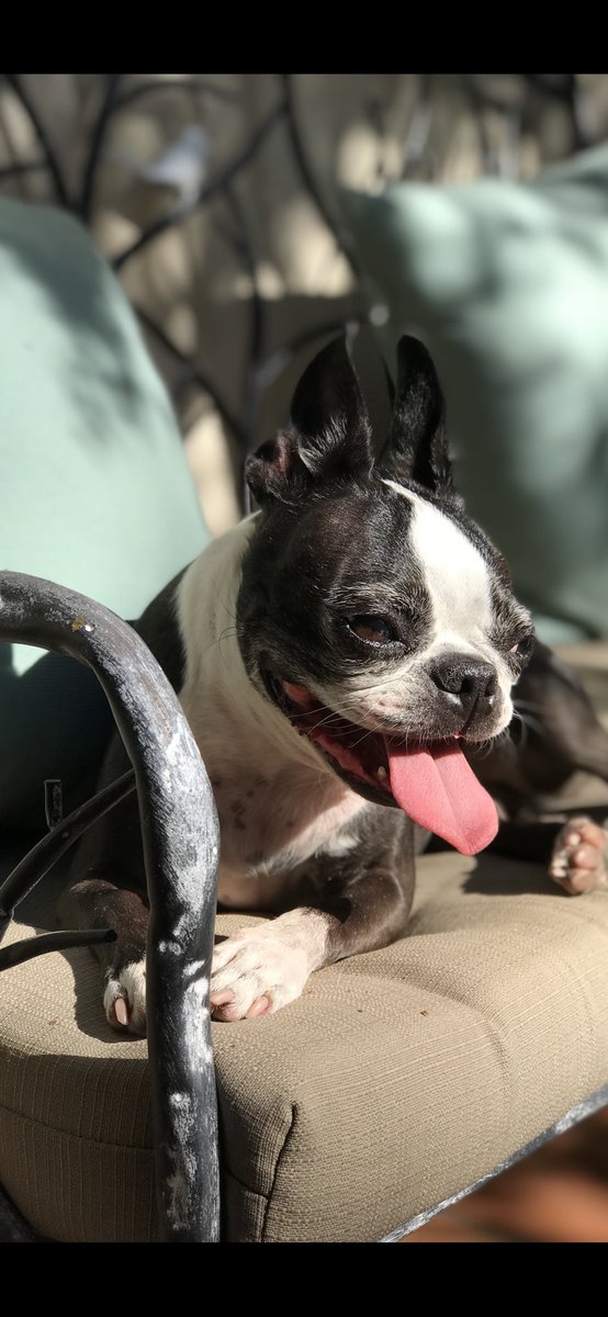 Robert Angelo tweet media