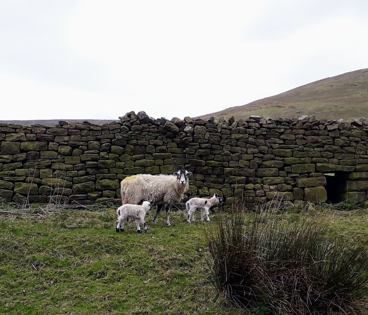 Tony Openshaw (@tonytwo) on Twitter photo Happy Easter! Lambs in abundance at #Bleasdale in Wyre whilst out for a walk this Easter.
#Easter2022 <a href="/DiscoverWyre/">Discover Wyre</a> <a href="/visitlancashire/">visitLancashire.com</a> <a href="/GarstangNews/">Garstang Courier</a> Happy Easter! Lambs in abundance at #Bleasdale in Wyre whilst out for a walk this Easter.
#Easter2022 <a href="/DiscoverWyre/">Discover Wyre</a> <a href="/visitlancashire/">visitLancashire.com</a> <a href="/GarstangNews/">Garstang Courier</a>