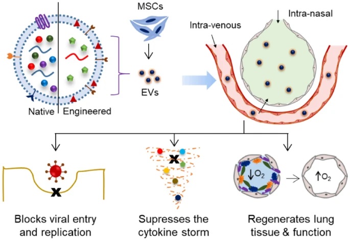 Investigators present the current landscape of the field and highlight 🔦 some interesting findings on #MSC-derived EVs in the context of COVID-19, including in silico, in vitro, in vivo and case reports. 

📑 bit.ly/37liYOj