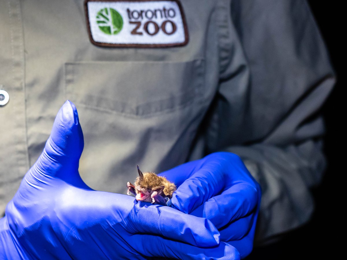 As we head into spring and the temperatures climb, we will soon be seeing bats around Ontario again. For female bats, spring is a busy time when they must return from their various overwintering grounds to find their summer homes: facebook.com/TheTorontoZoo/… 🦇 #InternationalBatDay