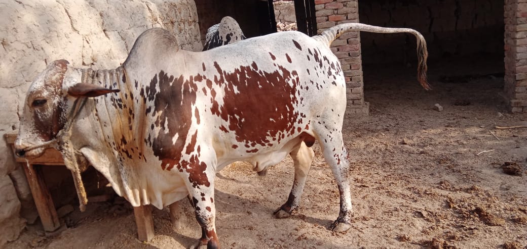 changsajid's tweet photo. For Sale .... contact 03337596920 https://t.co/8BzAlH1lqS