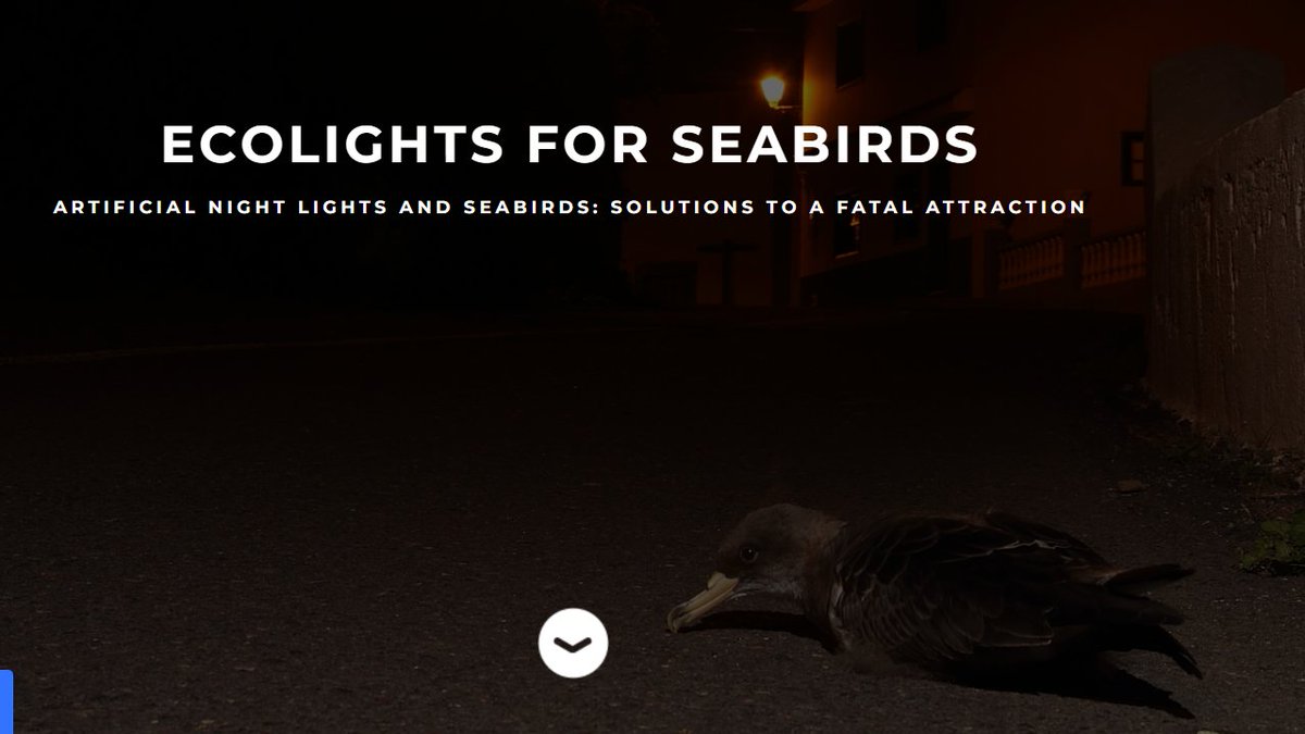 Airam Rodríguez tweet media