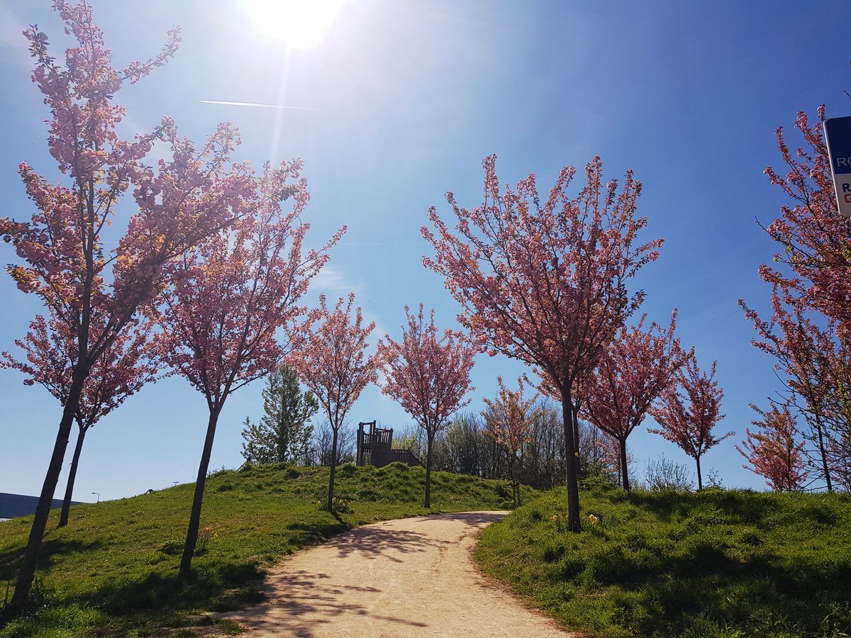 Natuurbelevings's tweet photo. Kijk onze kersenbloesems eens shinen! 💞 Vrolijk Pasen 💛
Ps: morgen kun je paaseieren zoeken op De Bult. Meer info: https://t.co/4B9mbLdNgP
.
#bloesem #pasen #kersenbloesem #NieuweWetering #DeBult https://t.co/O45zADNUwV